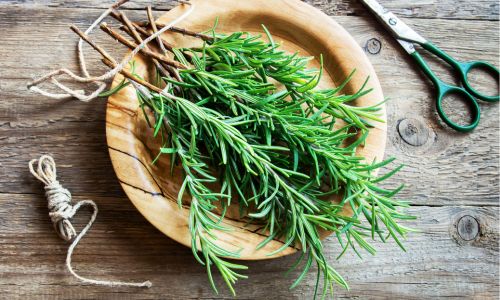 rosemary-is-nature's-medicine