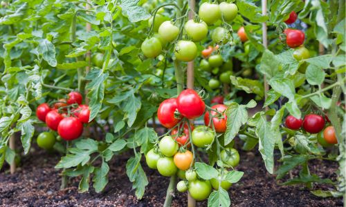 silica-for-tomato-plants