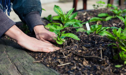 silica-in-plants