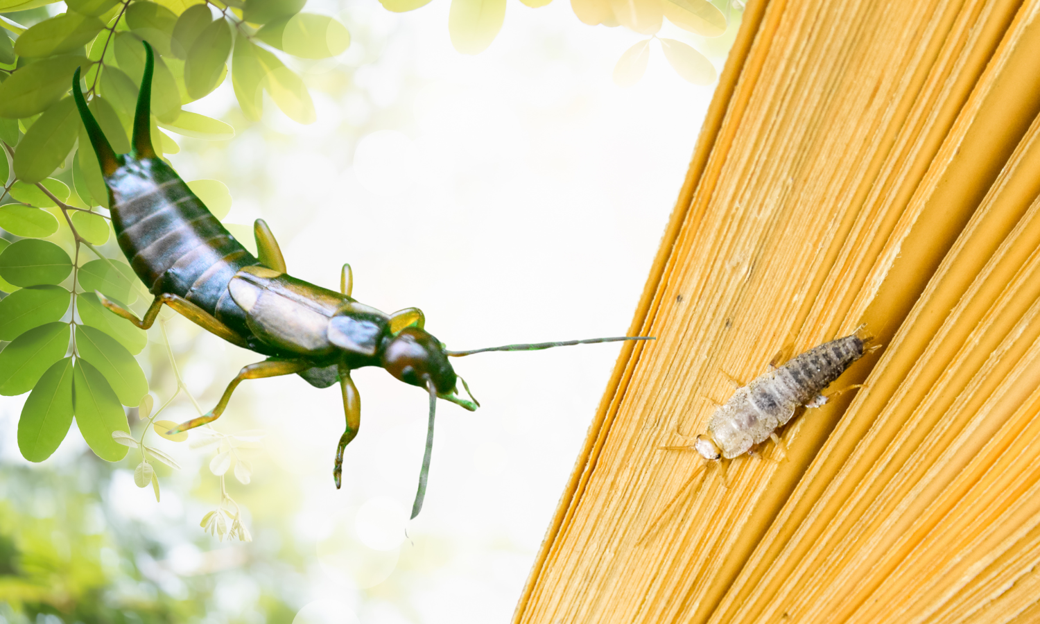 silverfish-and-earwigs