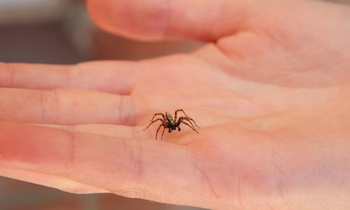 Spider in hand