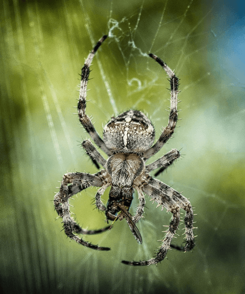 https://cdn.shopify.com/s/files/1/0495/7952/4251/files/spider.png?v=1654016560