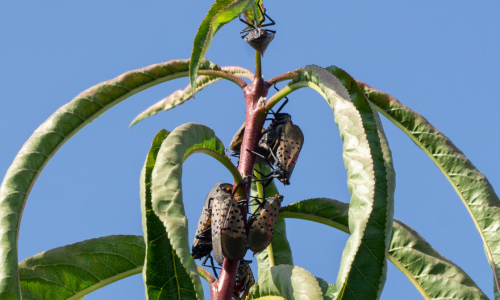 spotted-lanternfly-feed-on-saps