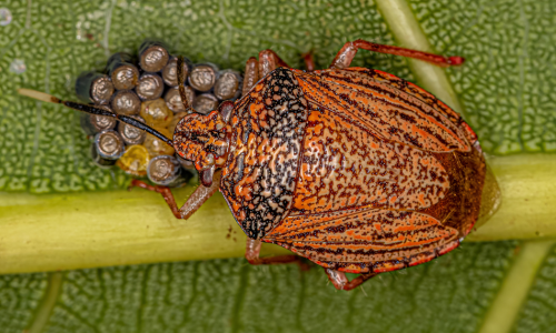 stink-bugs-photos