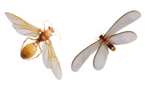 termites-vs-flying-ants