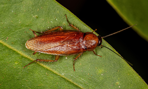type-of-cockroaches