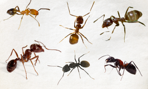 types-of-ants