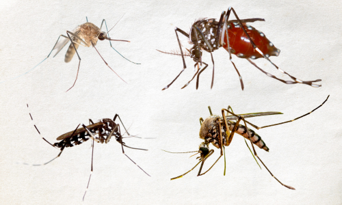 types-of-mosquito