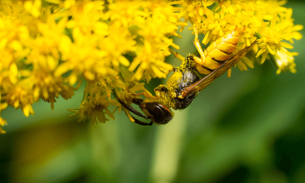 wasps-pollinating