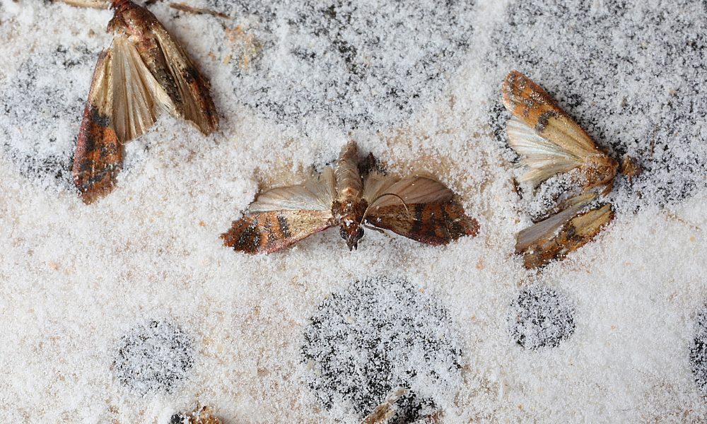 What are the four species of food moths that Dr. Killigan’s pantry moth ...