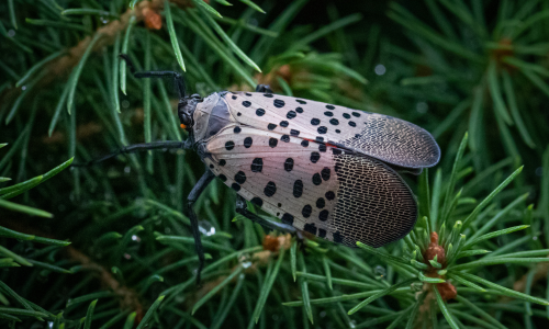 where-can-you-find-spotted-lanternfly