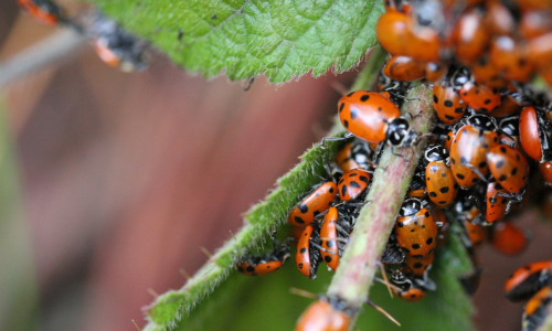 where-do-ladybugs-live