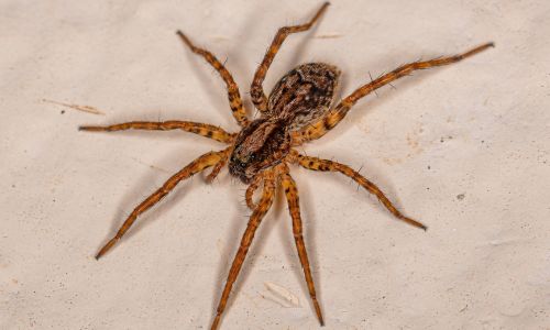 wolf-spiders-molt