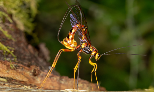 wood-boring-wasps