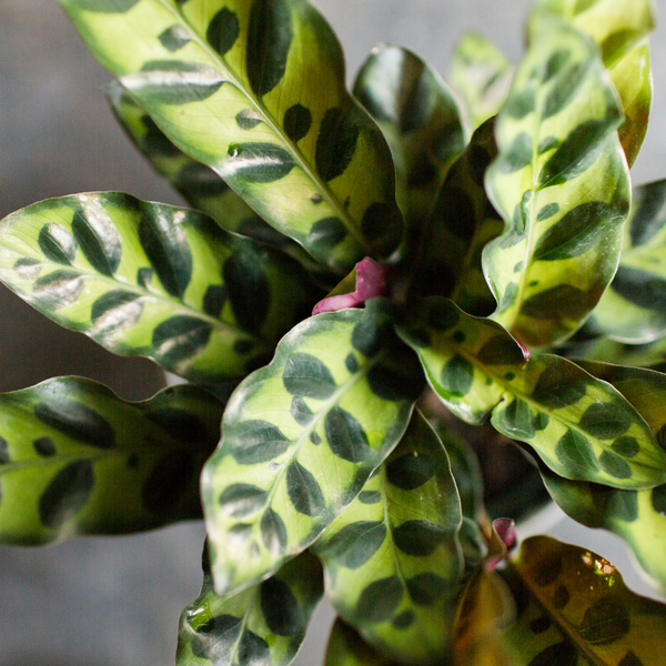 type of calathea