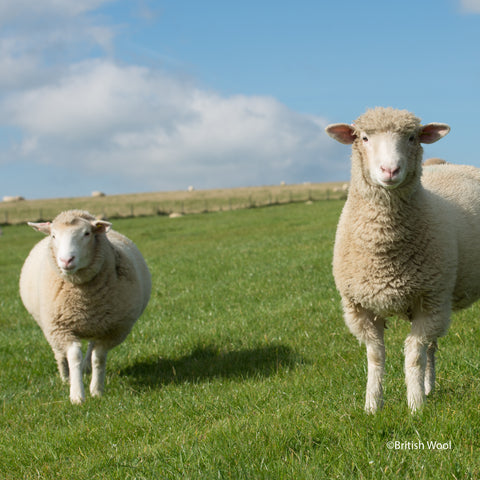 British Wool, British Sheep, Punch Needle Wool, Punch Needle Wool Yarn, Rug Yarn