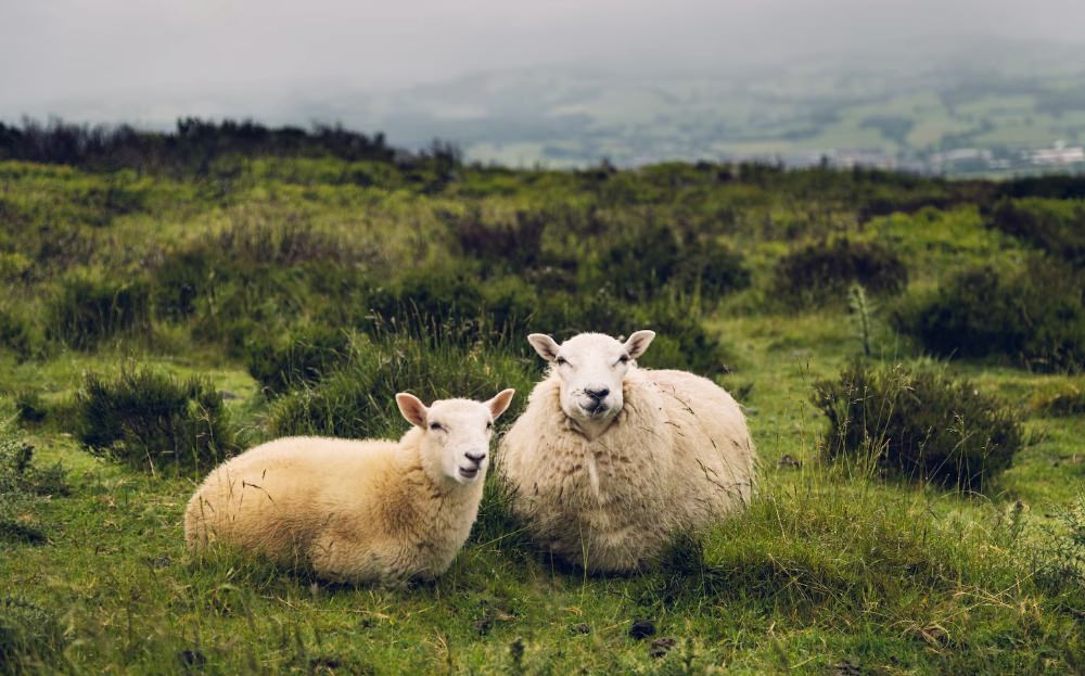 Wollige Schafe