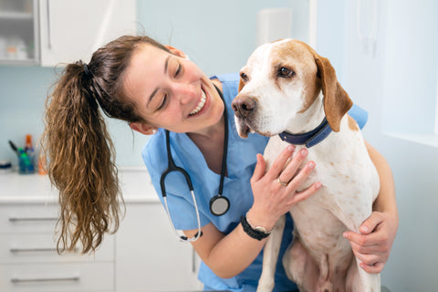 perro con su veterinario