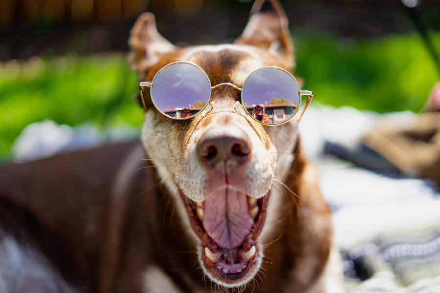 how do you cool down an overheated dog