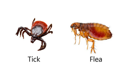 dog ticks, dog fleas,how to stop dock fleas,stop dog fleas, treat dog ticks,help dog fleas,help dog ticks,fleas and ticks,tick treatment,flea treatment,; 