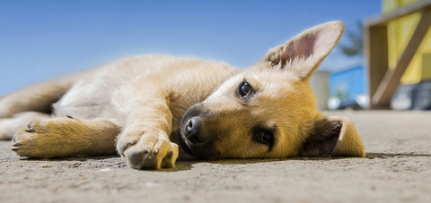 Dog heatstroke, dog heat exhaustion, dog too hot. Dog hyperthermia, hot dog, how tp cool my dog down, How to treat your dog for heat exhaustion, heatstroke, heat exhaustion. Cool dog down, dog over heating, very hot dog, signs dogs hot