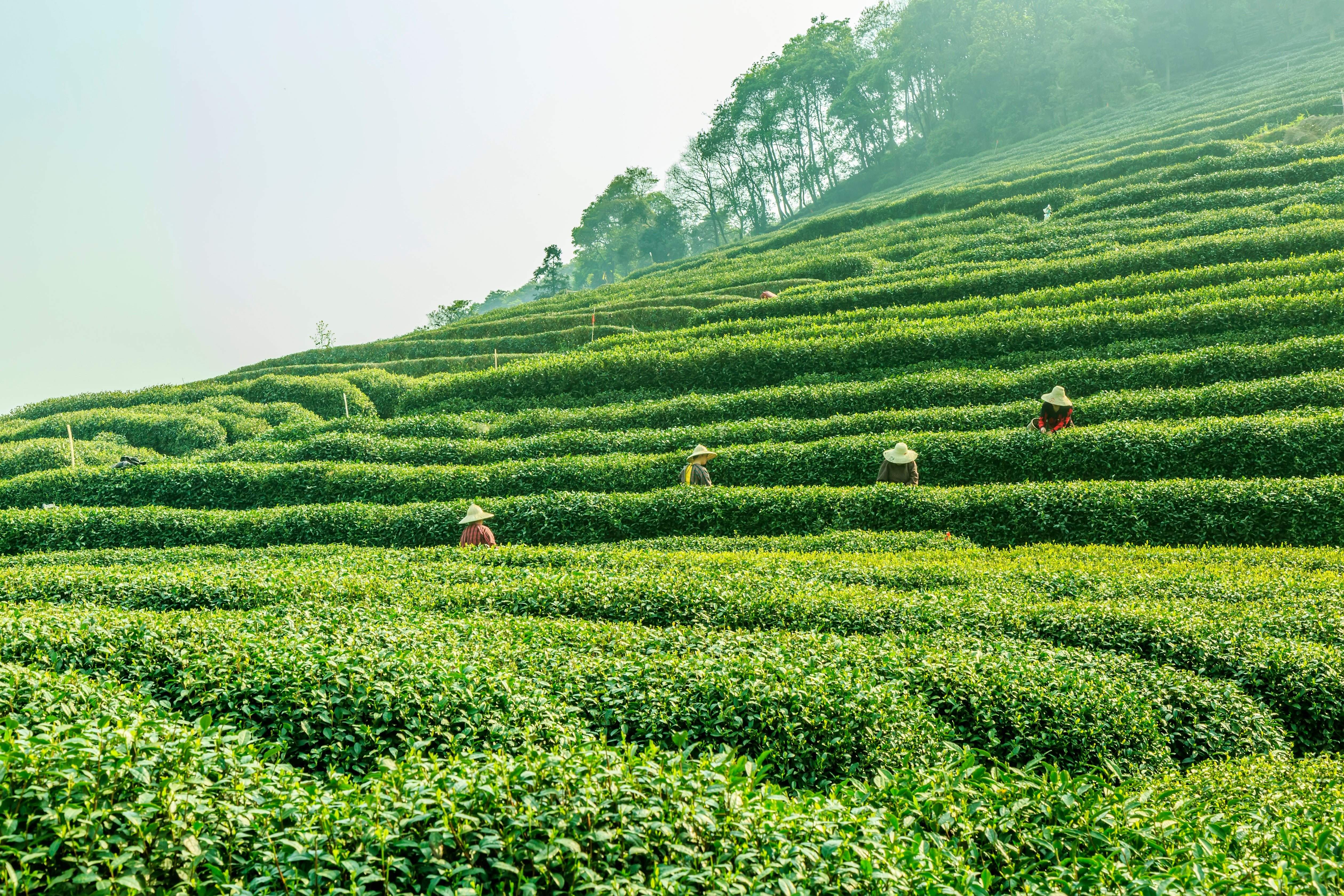 Green Tea Leaves