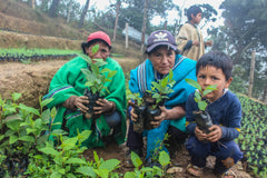 woodies and treeapp in peru planting trees