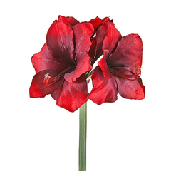 Amaryllis rossa