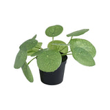 Mini peperomia verde en maceta