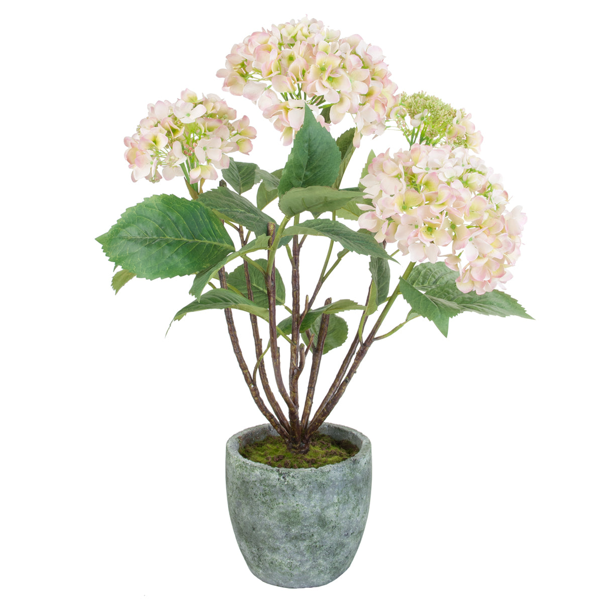 Hortensia en maceta – SIA Déco