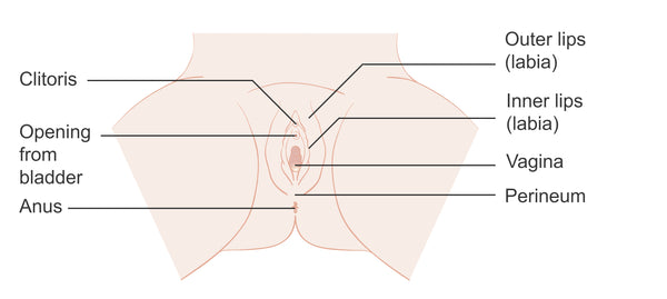 What is the perineum