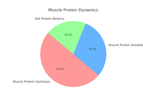 Muscle Protein Dynamics