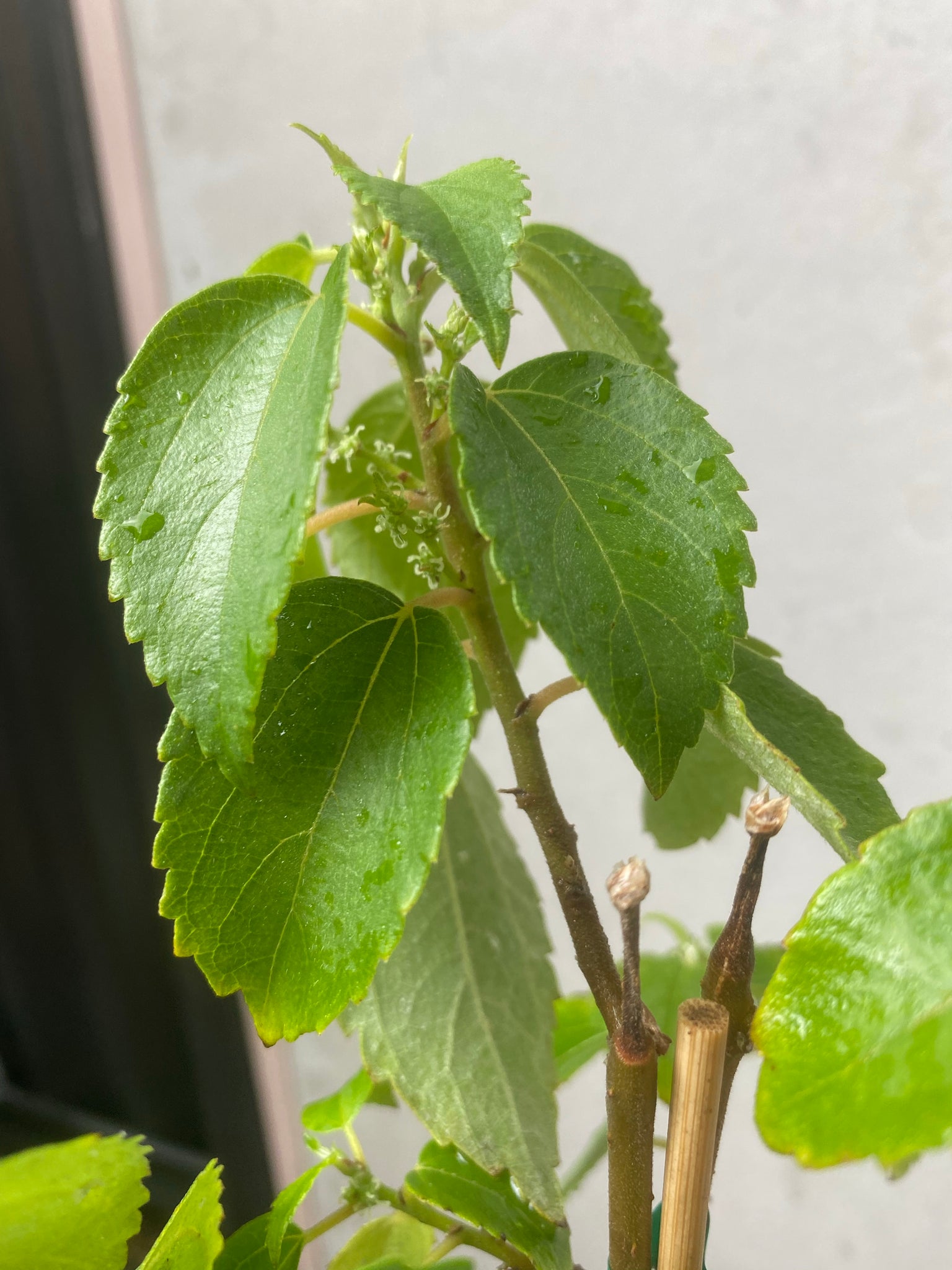 Native Mulberry – Fruitopia Nursery