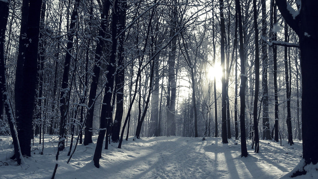 image of a pathway deep in a forrest during winter time with the sun semi hidden through the tree branches