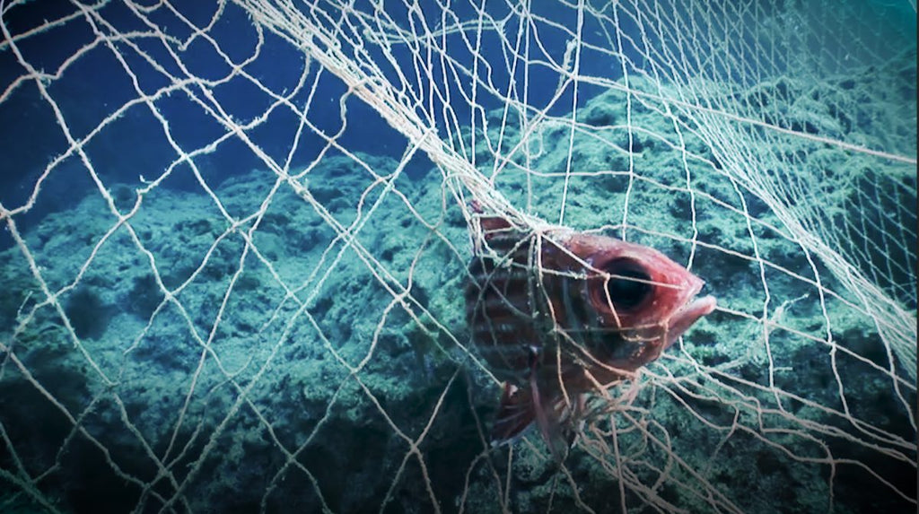 dramatization of a fish caught in discarded fishnets in the ocean