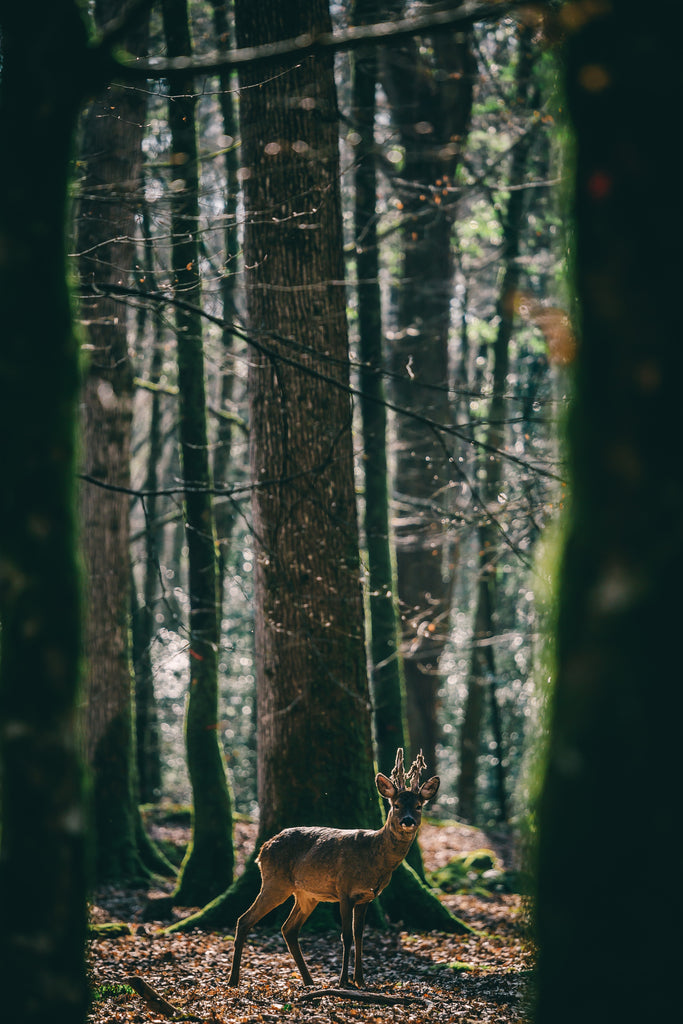 a picture taken in a forrest of a deer looking straight at the camera