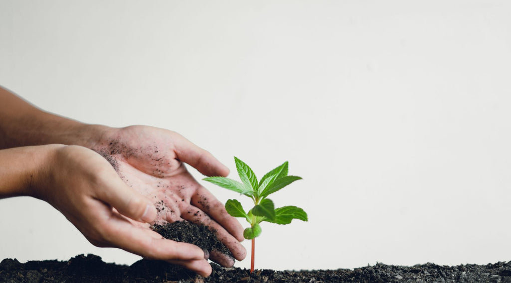 image of someone's hand planting a young succulent in the soil on a white background