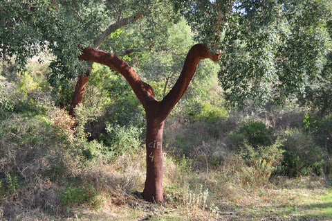 Harvested cork-oak tree