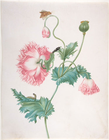 Eine illustrierte Mohnblume mit Insekten 