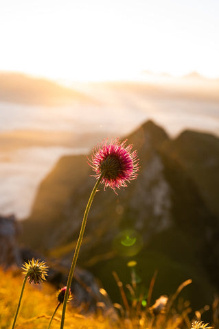 Blume im Sonnenlicht, mit Gebirge im Hintergrund