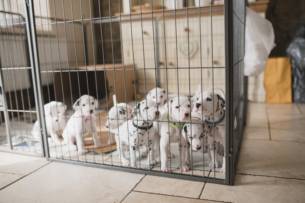 dog's baby playpen