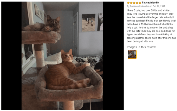 cat tree review