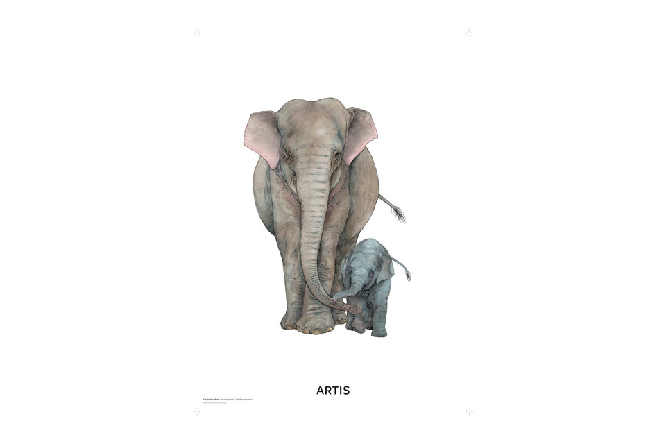 mengen Krachtig Sinis Poster van Aziatische Olifant met kalf uit ARTIS– ARTIS Webshop