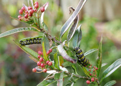 Monarch caterpillars on milkweed, photo credit: George Stoneman