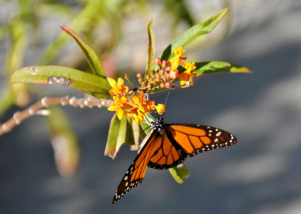 Monarch Butterfly on Milkweed, photo credit: George Stoneman