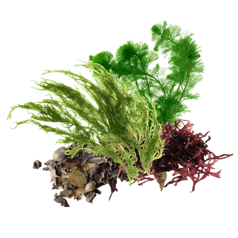 Distintos tipos de algas con vitaminas y minerales