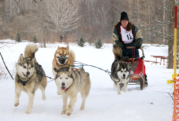 winter fun day dog sled races