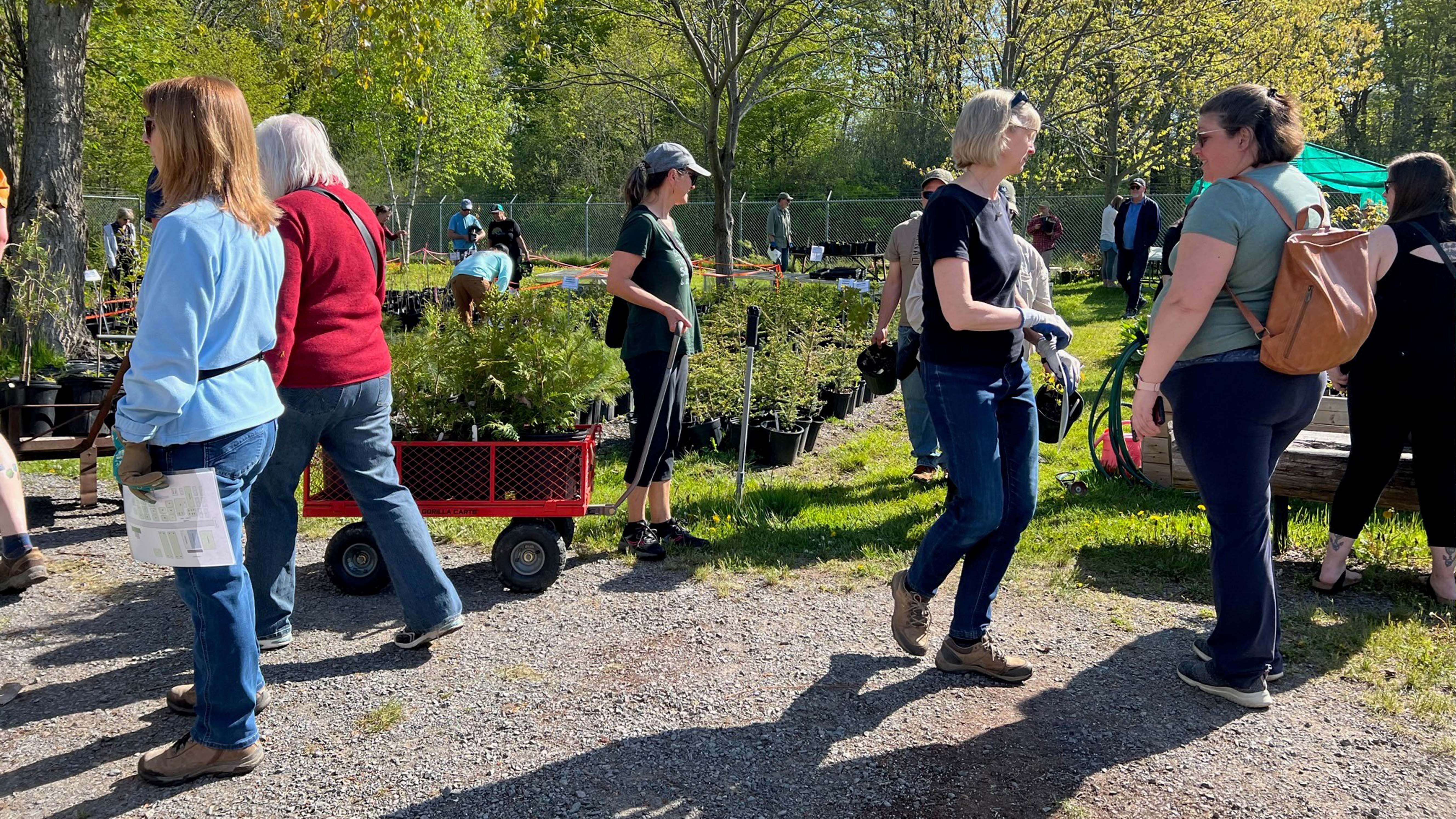 lemoine point tree sale