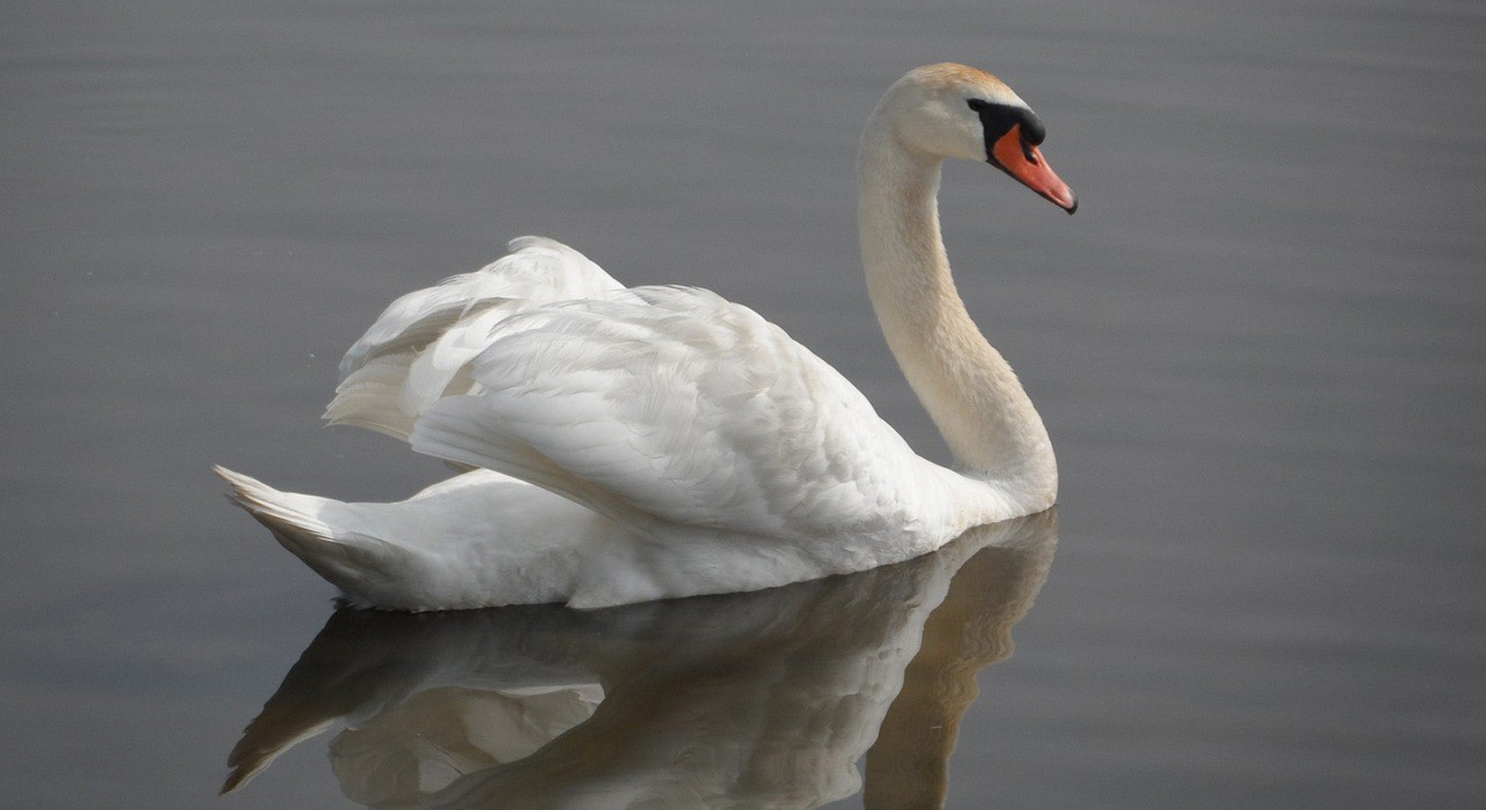 mute swan