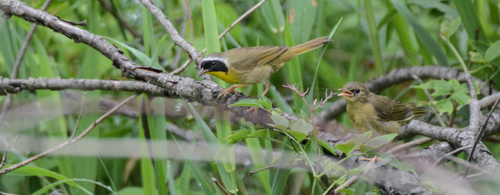 common yellow throat